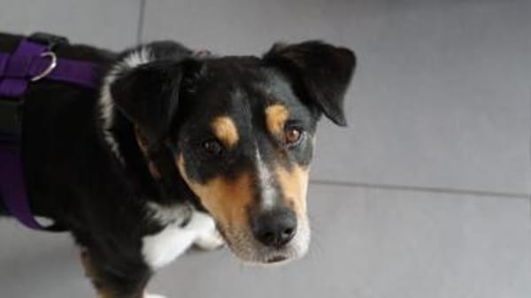 Aktiver Senior Maik1 sucht ein Zuhause