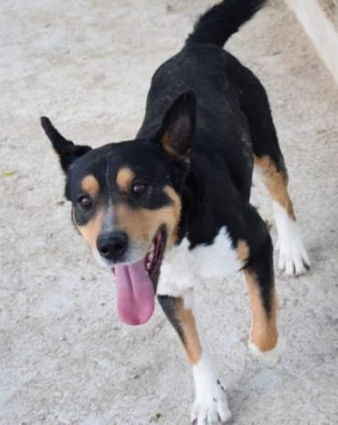 Aktiver Senior Maik1 sucht ein Zuhause