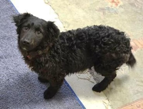 Wer gibt LOCCO ein Zuhause?