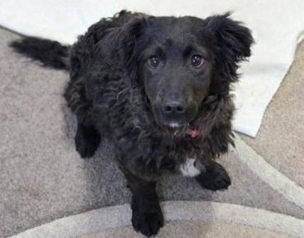 Wer gibt LOCCO ein Zuhause?