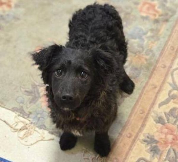 Wer gibt LOCCO ein Zuhause?