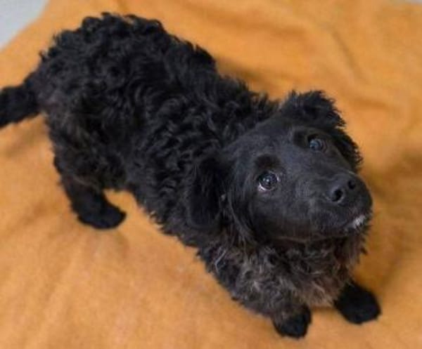 Wer gibt LOCCO ein Zuhause?