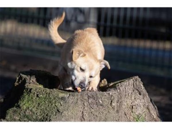 Maron - wartet in 99427 Weimar