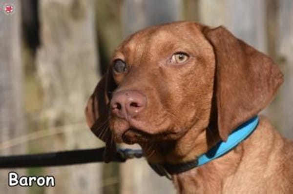 BARON