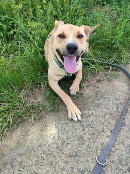 Rambo sucht ein Zuhause