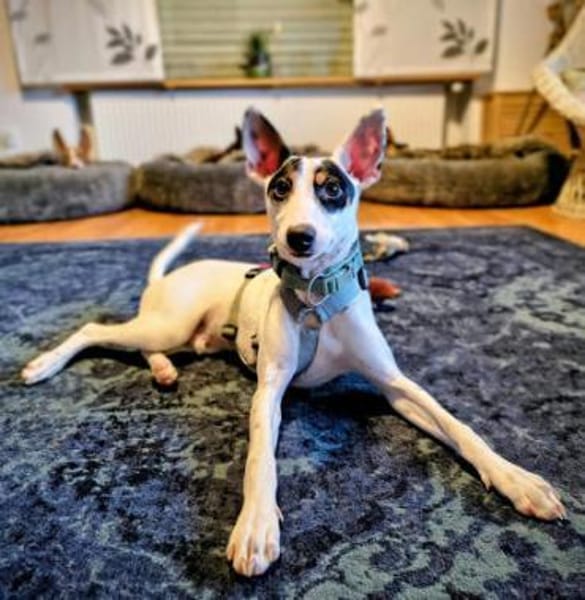 Anhänglicher Smiley2 sucht ein Zuhause