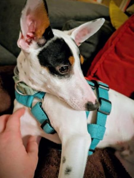 Anhänglicher Smiley2 sucht ein Zuhause