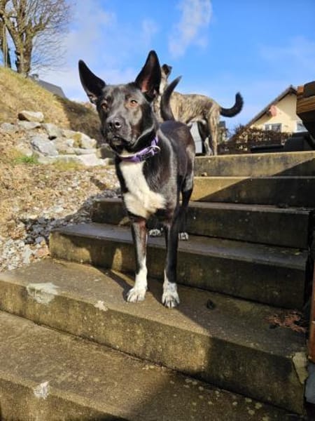 ❤Lucky -Gentleman im schwarzen Frack...