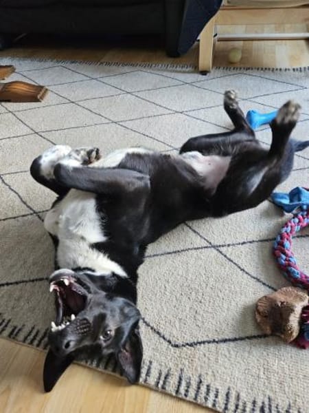 ❤Lucky -Gentleman im schwarzen Frack...