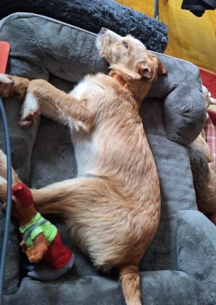 Welpenjunge Klim1 sucht ein Zuhause