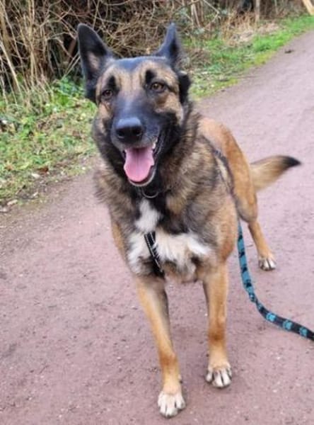 LOTTE sucht Körbchen