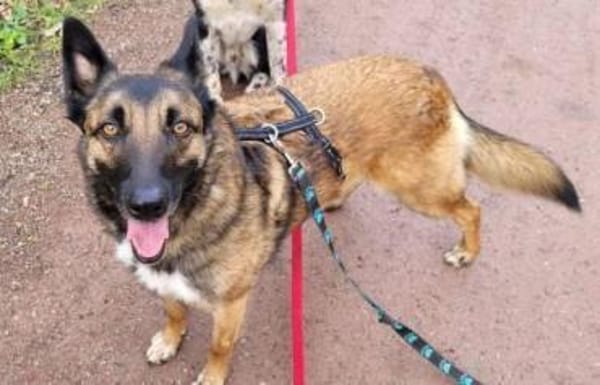 LOTTE sucht Körbchen