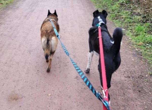 LOTTE sucht Körbchen