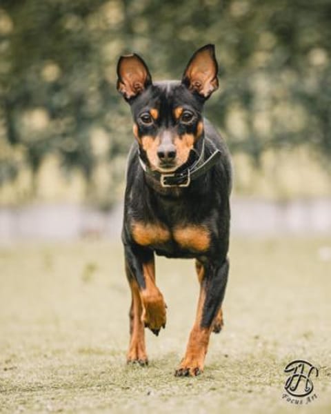 Toby13 sucht ein Zuhause