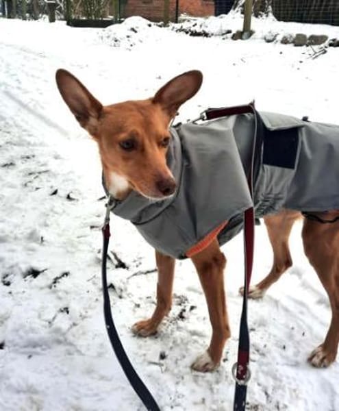 Kira12 sucht ein Zuhause