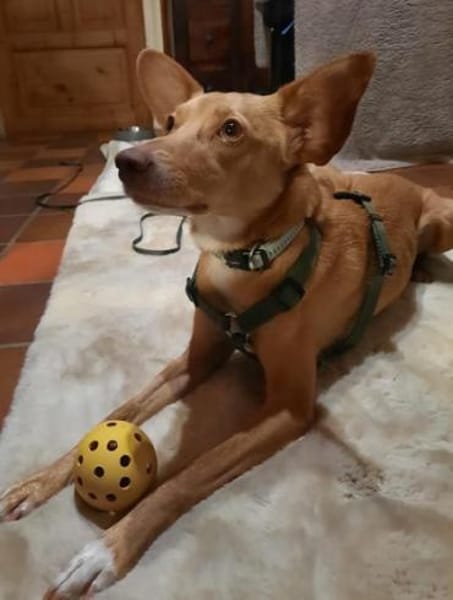 Kira12 sucht ein Zuhause