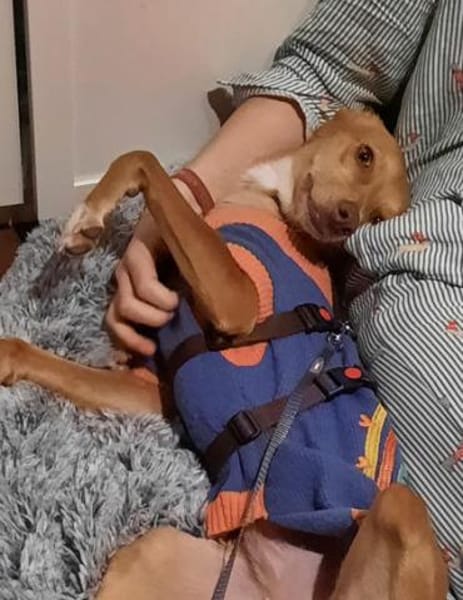 Kira12 sucht ein Zuhause