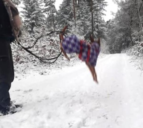 Kira12 sucht ein Zuhause