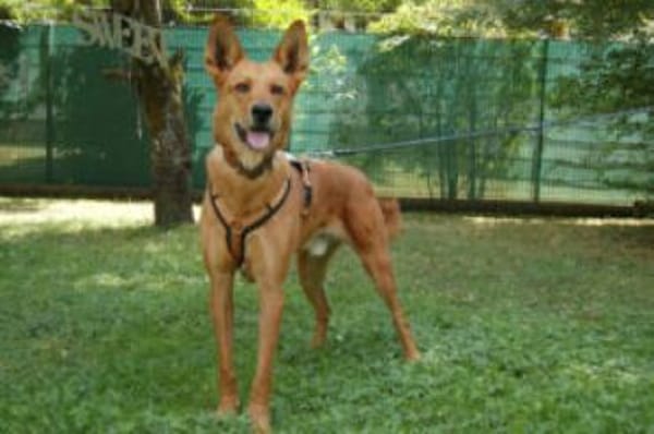 RED TEDDY ein aktiver, freundlicher Rüde