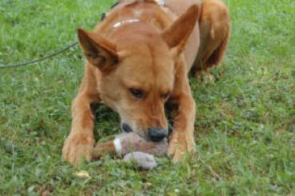 RED TEDDY ein aktiver, freundlicher Rüde