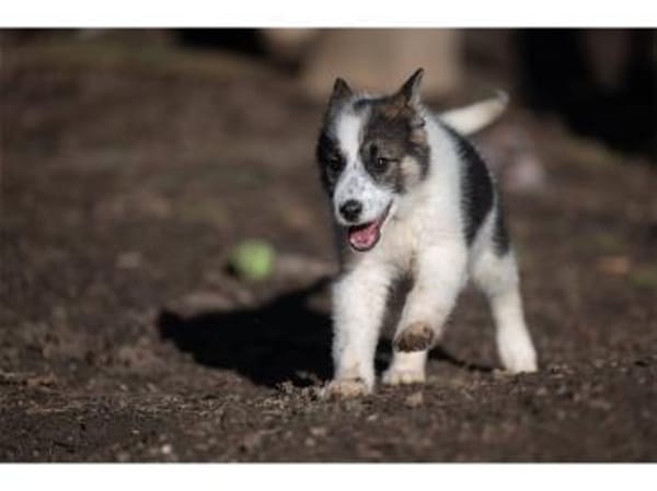 Carah - wartet in 99427 Weimar