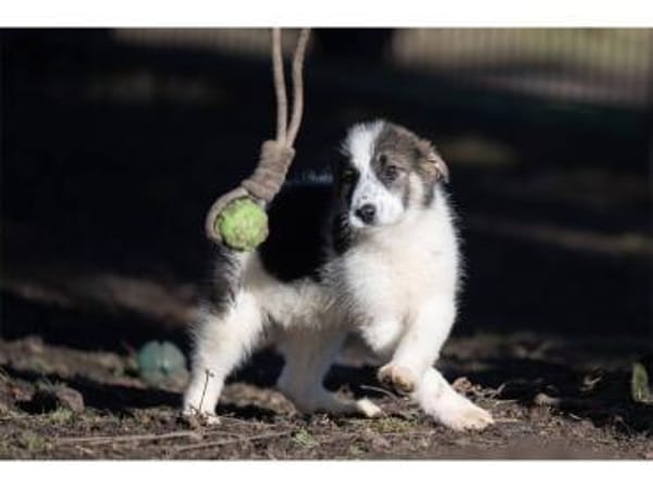 Carah - wartet in 99427 Weimar