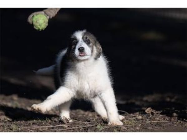 Carah - wartet in 99427 Weimar