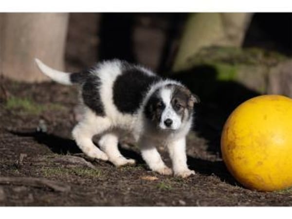 Carah - wartet in 99427 Weimar