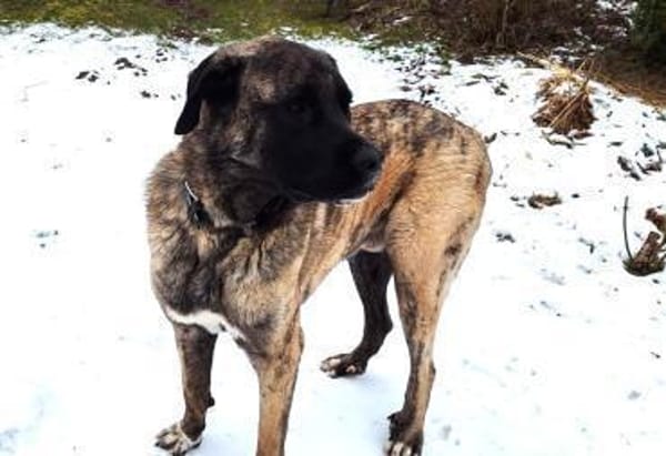 Sinan - sanfter Riese sucht Familie