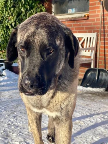 Sinan - sanfter Riese sucht Familie