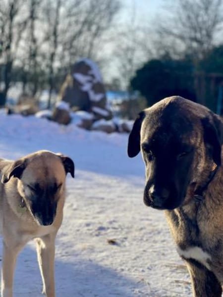 Sinan - sanfter Riese sucht Familie