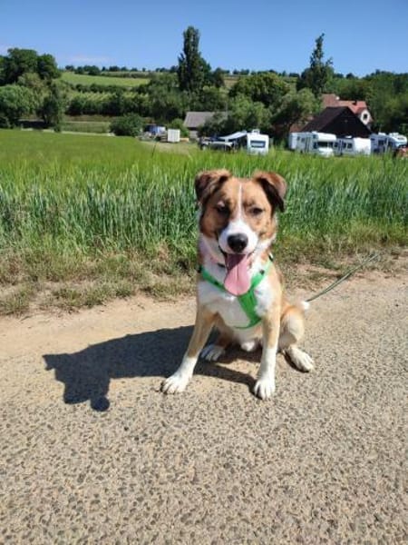 Jumbo sucht ein Zuhause