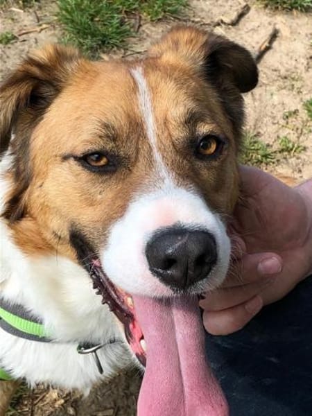 Jumbo sucht ein Zuhause