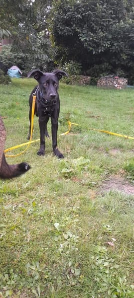 Nova sucht ihr zu Huase für immer