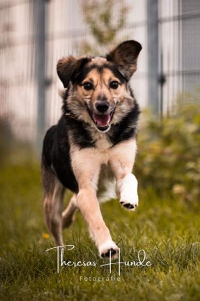 Amis sucht Zuhause  oder Pflegestelle