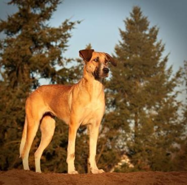 Einzigartigen Elpida