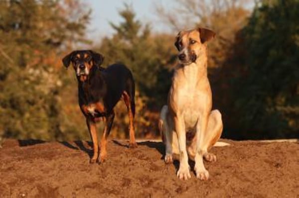 Einzigartigen Elpida