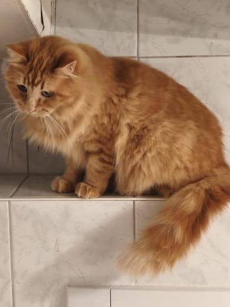 Ginger verschmuste Norweger MIX