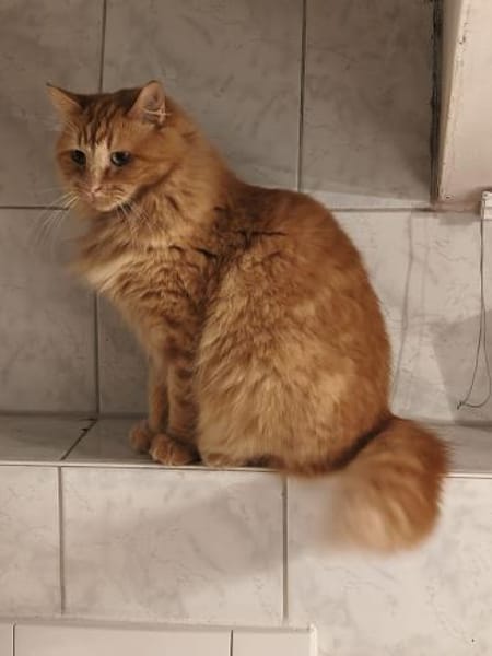 Ginger verschmuste Norweger MIX