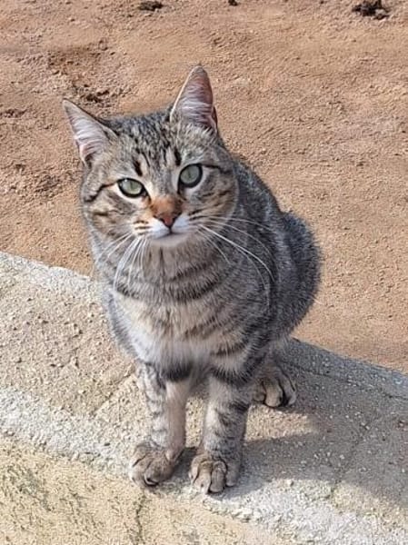 Offenes, liebes Katzenmädchen Mirchi