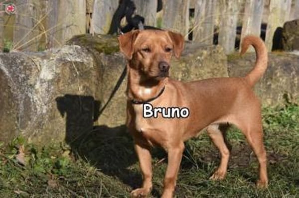 BRUNO