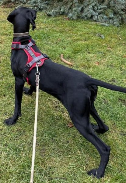 Morena eine schwarze Perle