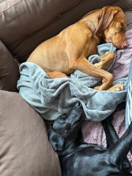 Morena eine schwarze Perle