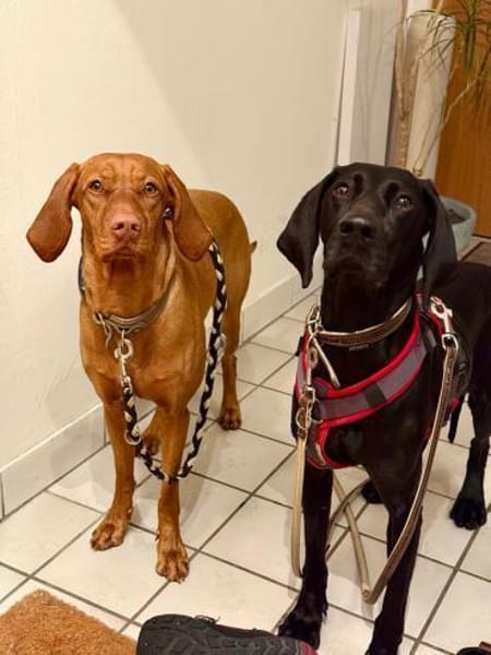 Morena eine schwarze Perle