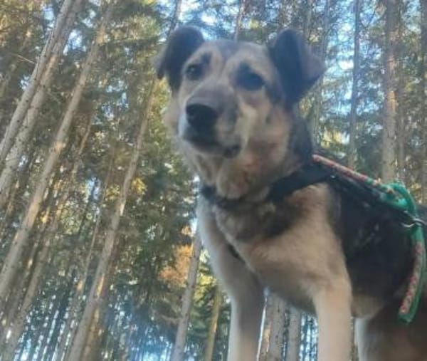 🐾Martha sucht ihr Wunder: