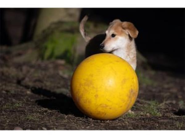 Mico - wartet in 99427 Weimar