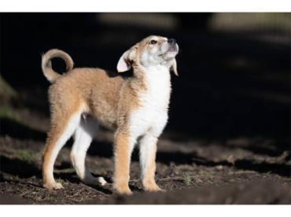 Mico - wartet in 99427 Weimar