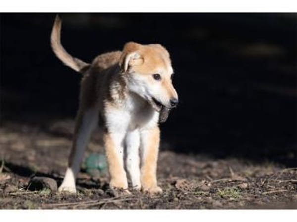 Mico - wartet in 99427 Weimar