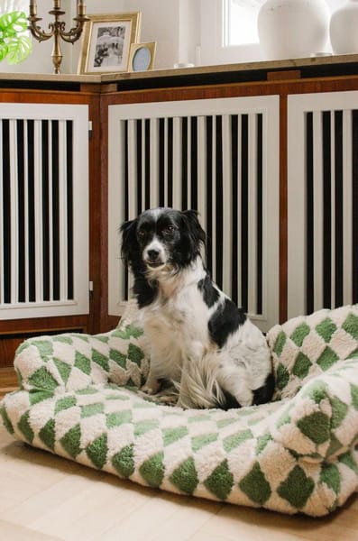 Terra auf Sofasuche !