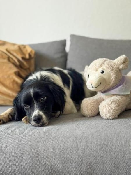 Terra auf Sofasuche !